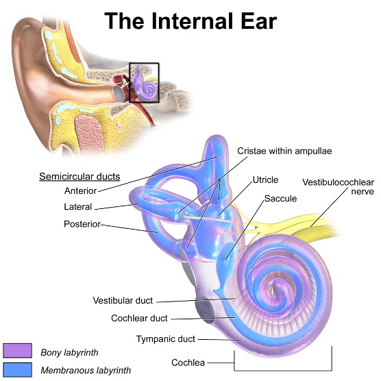 This image has an empty alt attribute; its file name is internal_ear_diagram.png