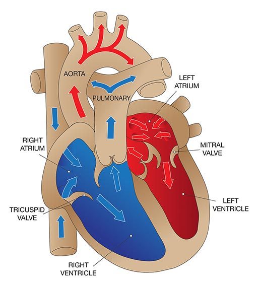Illustration of the valves of the heart showing blood flow