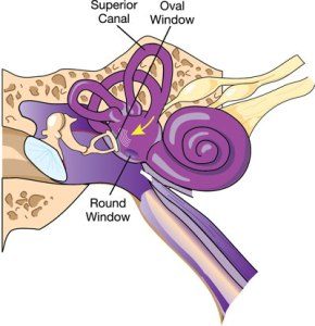 Diagram saluran superior, jendela oval, dan jendela bundar pada telinga