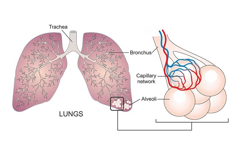 Кислород в легких. At the capillaries in the lung.