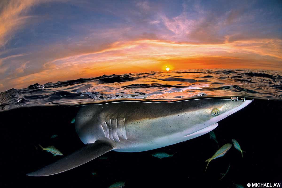 Silky shark at sunset