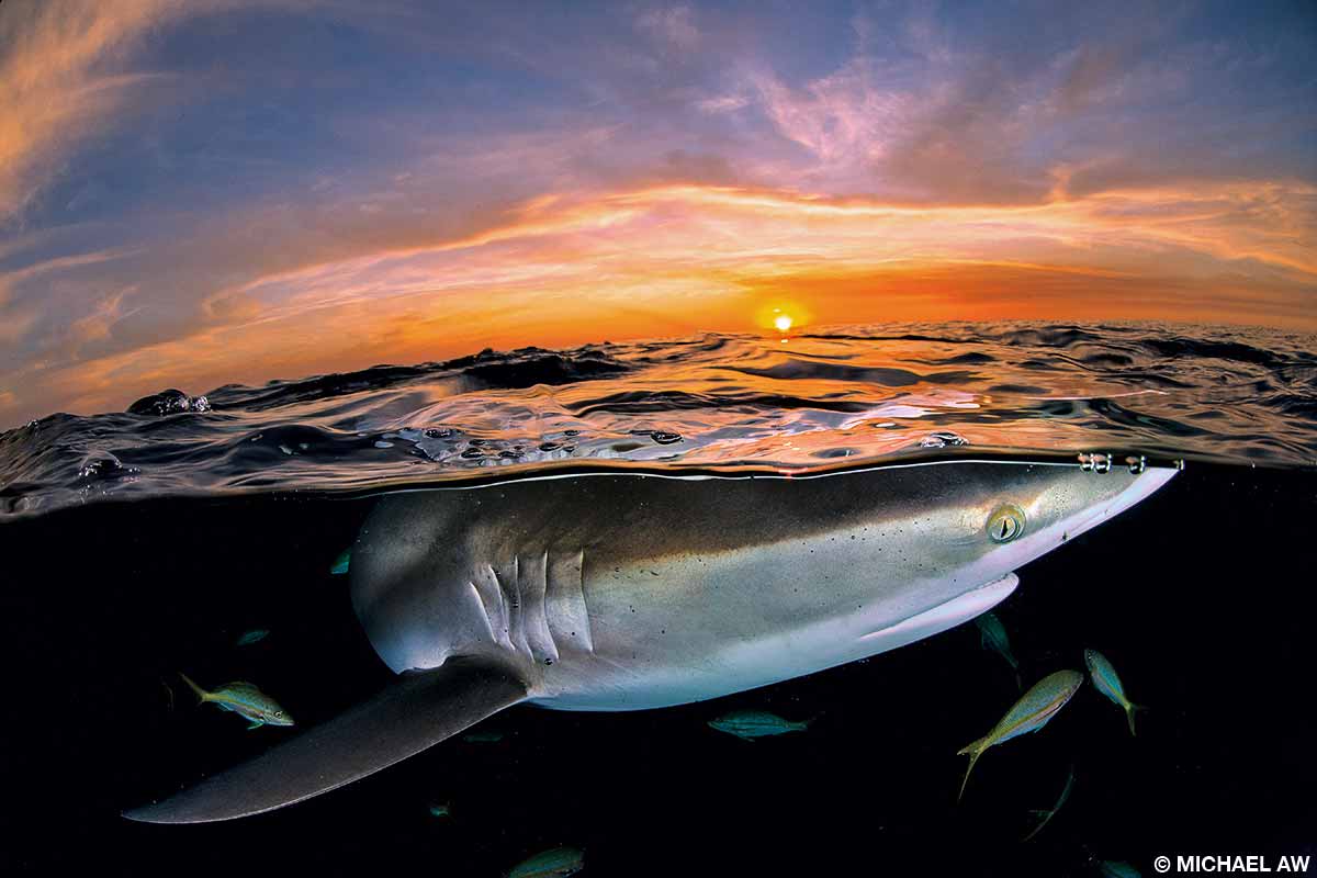 Requin soyeux au coucher du soleil