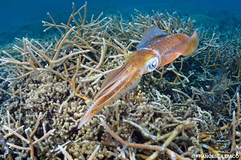 squid takes refuge among the vast fields of staghorn coral