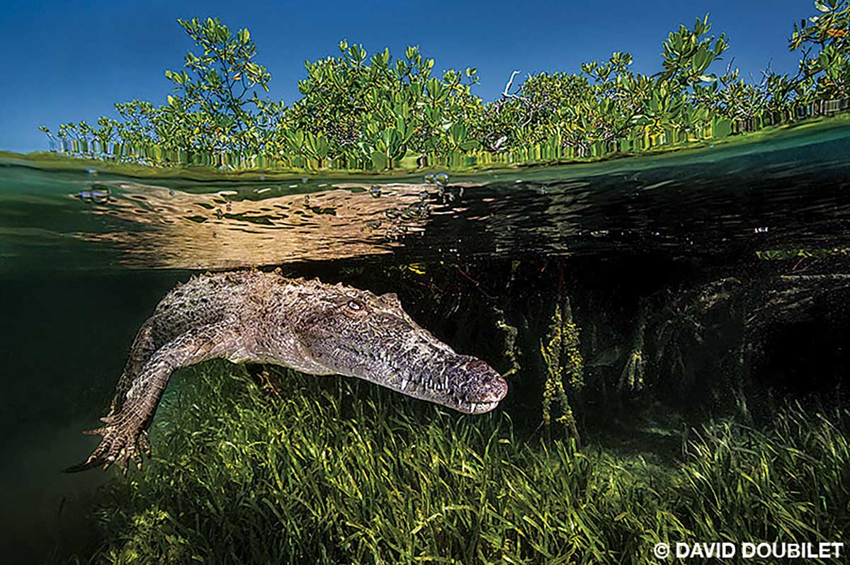 Cocodrilo americano descansa a media agua sobre un lecho de hierbas marinas