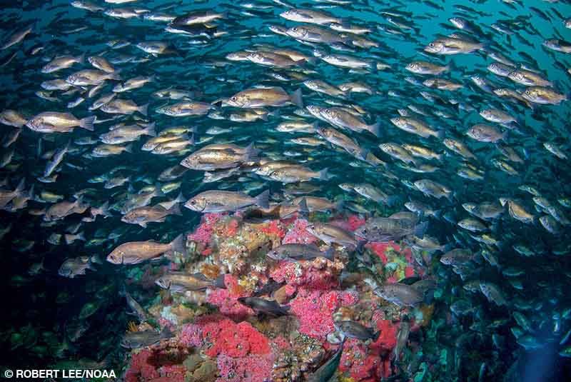 Les poissons recouvrent les jardins sous-marins luxuriants d'éponges colorées, d'anémones de mer, d'étoiles de mer, de concombres de mer, d'escargots et de crabes.