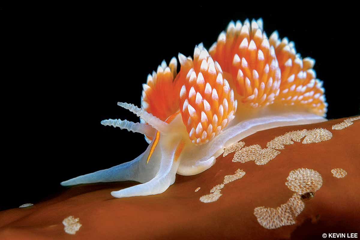 hermissenda-opalescens-opalescent-nudibranch