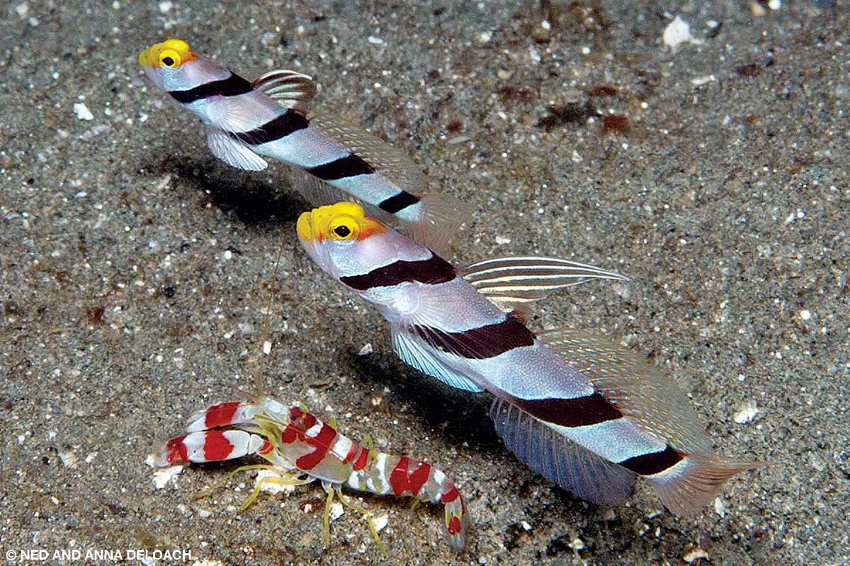 A mated pair of yellownose shrimpgobies