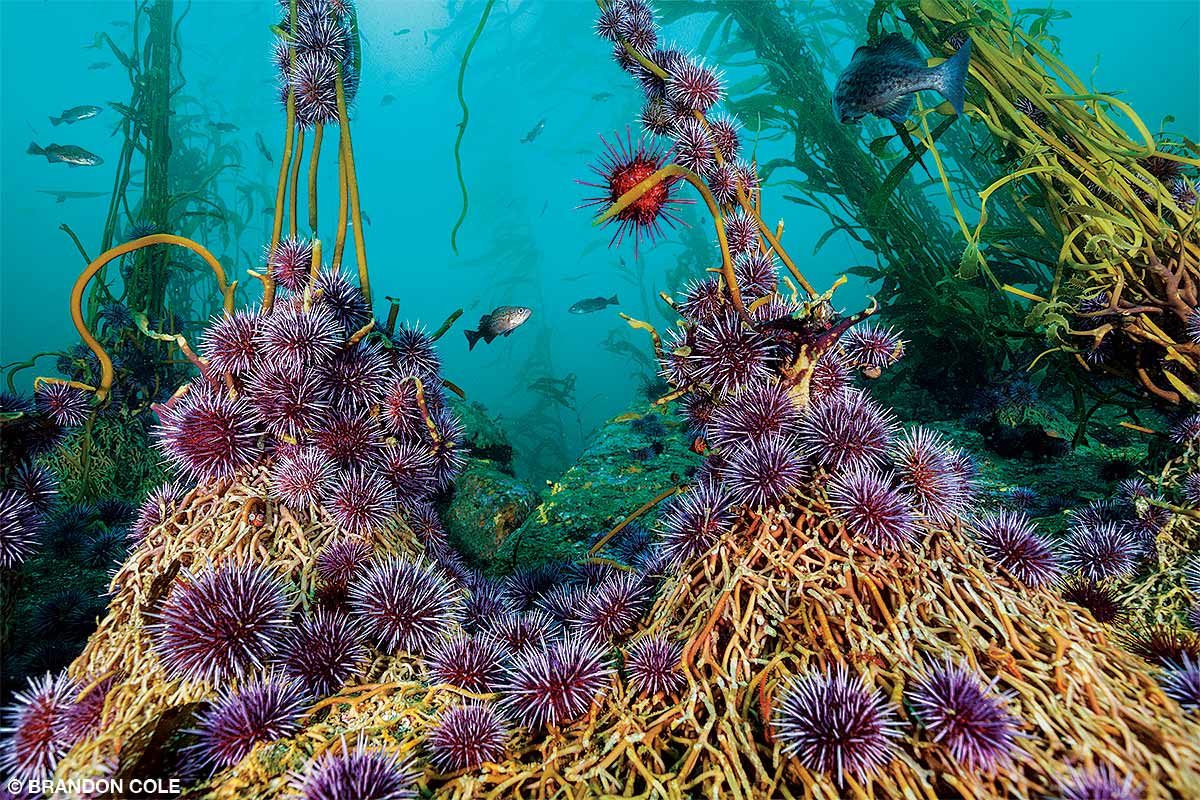 Purple sea urchins attach to feed on giant kelp