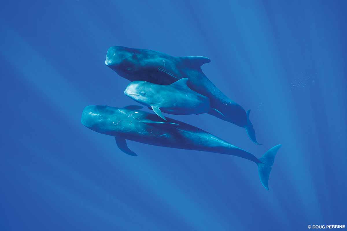 juvenile short finned pilot whale between two adults