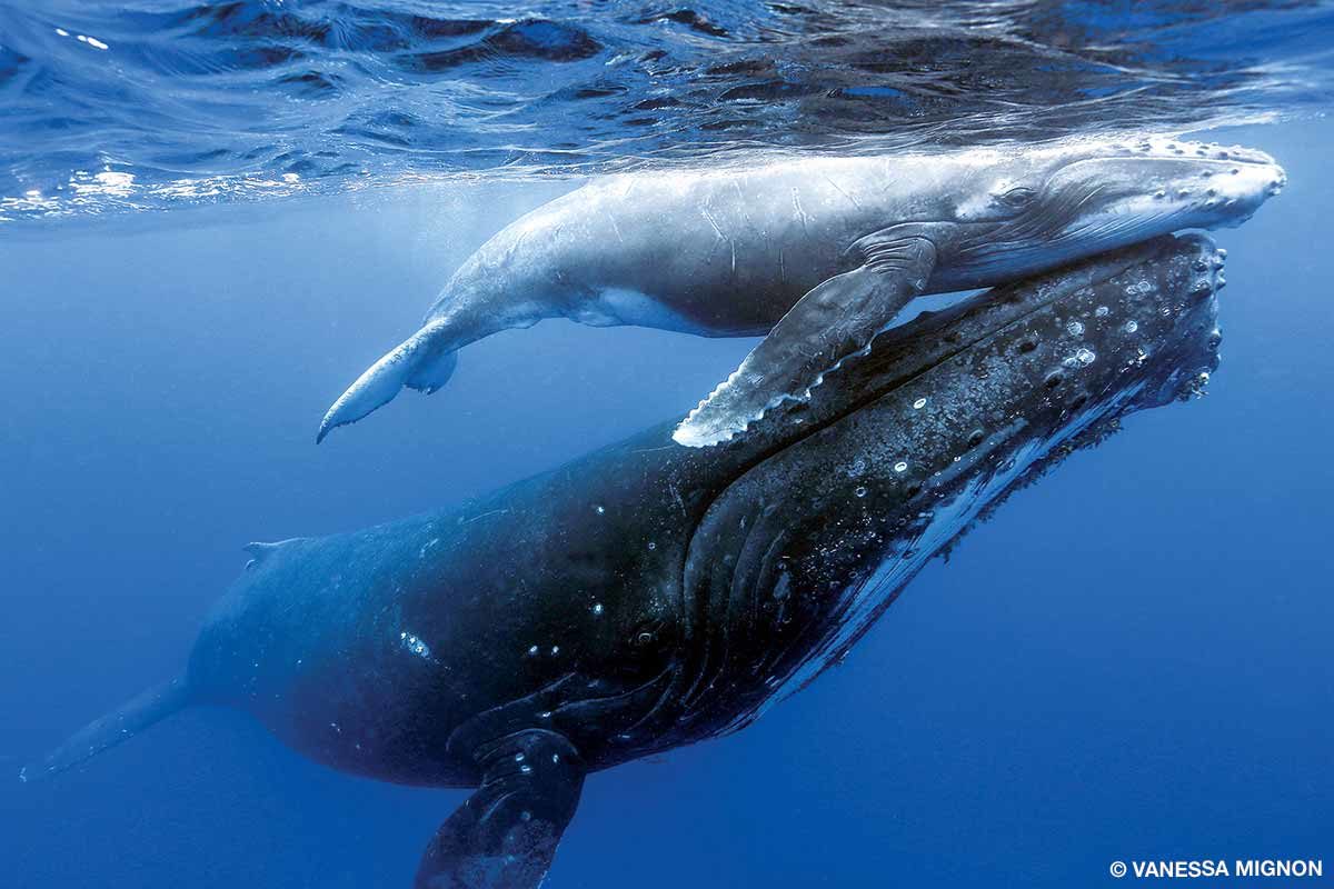 mother humpback whale supports her calf
