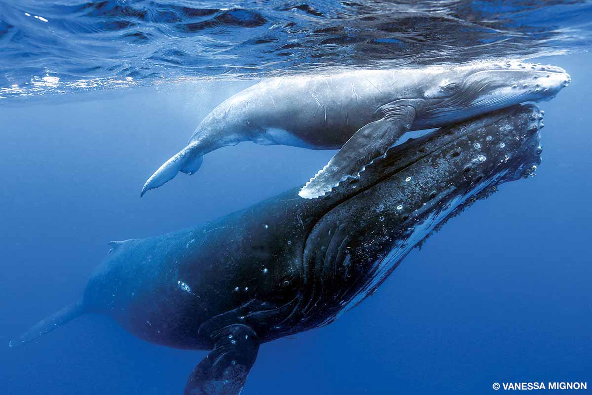 madre ballena jorobada sostiene a su cría