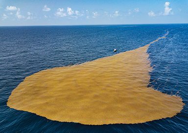 large raft of sargassum