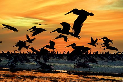huge flocks of pelicans in flight