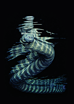 Sea Snake Reflection