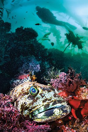 A lingcod with a diver above