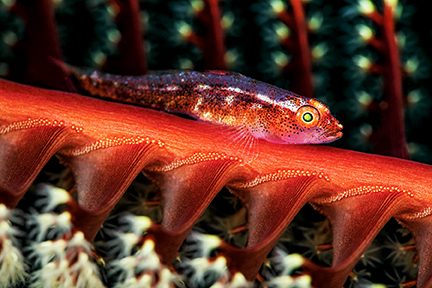 Gobie commun sur les branches d'un stylo de mer vibrant