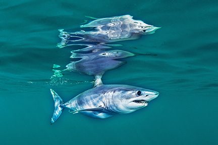 Requin Mako