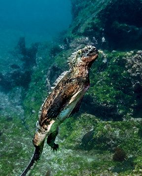 11 subspecies of Galápagos marine iguanas