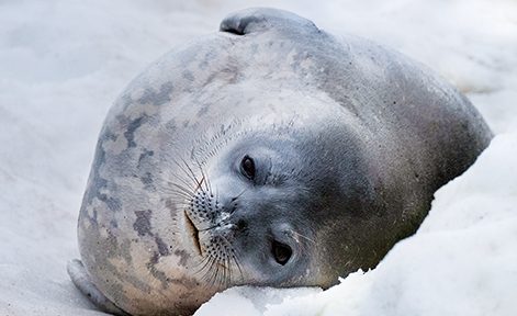 La foca leopardo descansa