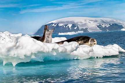 Leopard seals