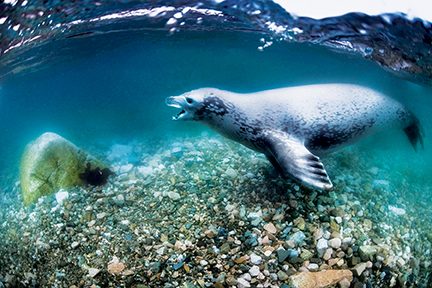Una foca cangrejera