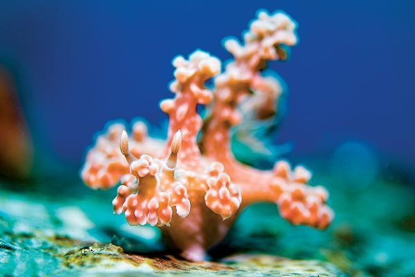 Gobios de coral látigo