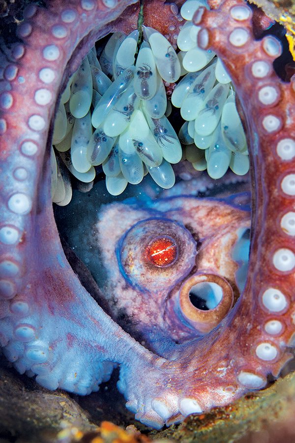 A female Caribbean reef octopus
