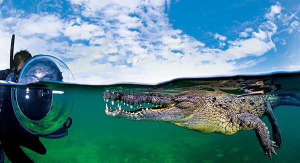 shooting image of saltwater crocodile