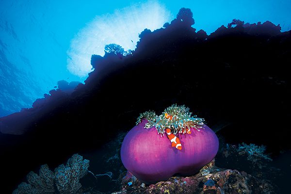 balled-up anemone with clownfish