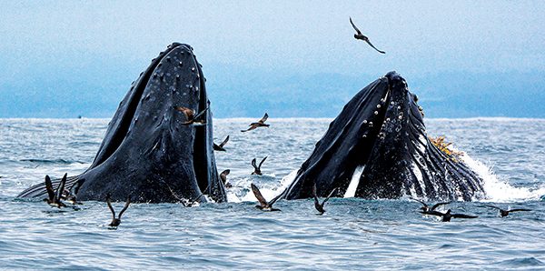 humpback whales feeding