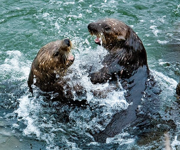 southern sea otters fighting