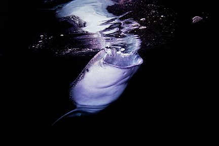 Tiburón ballena alimentándose de camarones y plancton