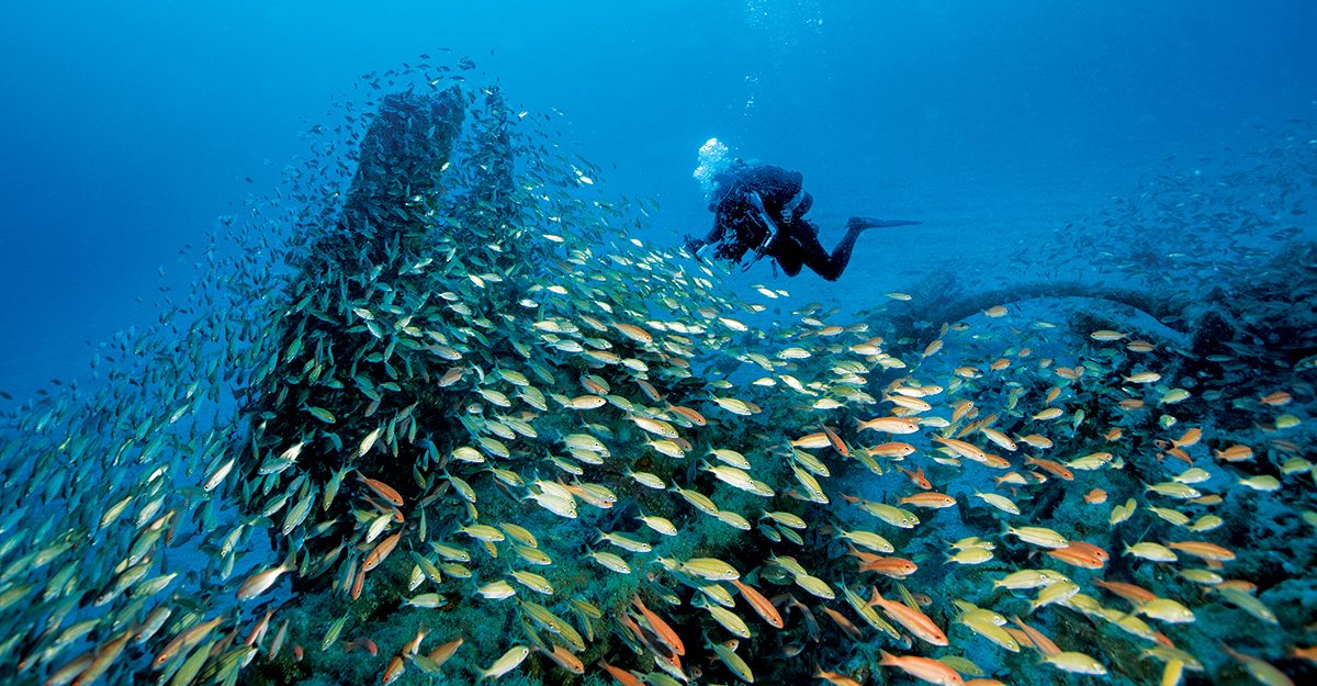 diver with a school of fish