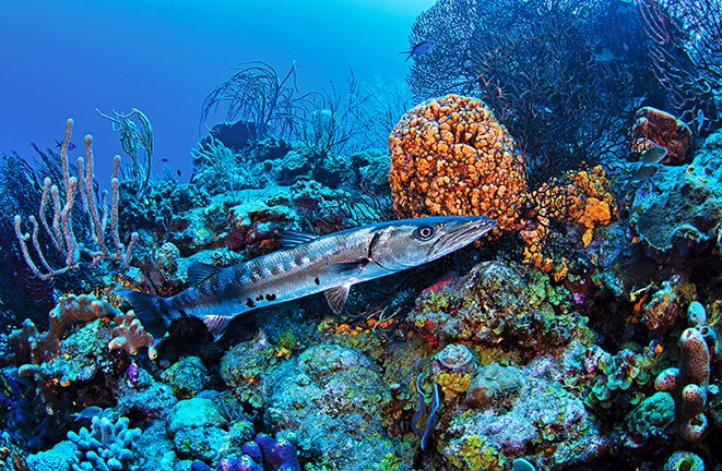 Barracuda en el punto de inmersión llamado "Tent Reef Deep"
