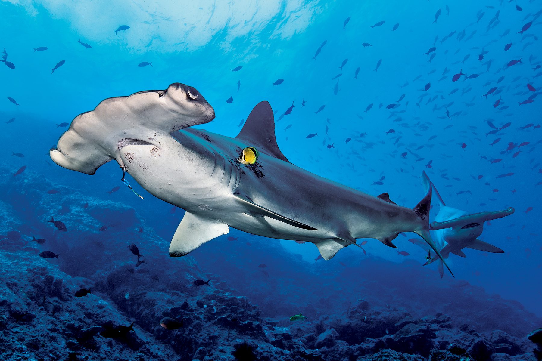 10-Foot Smooth Hammerhead Landed in Australia