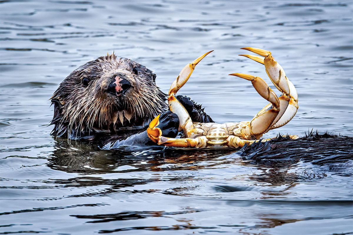 southern sea otter with crab
