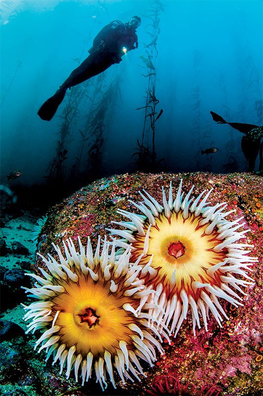 Seorang penyelam melayang di atas sepasang anemon pemakan ikan (Urticina piscivora)