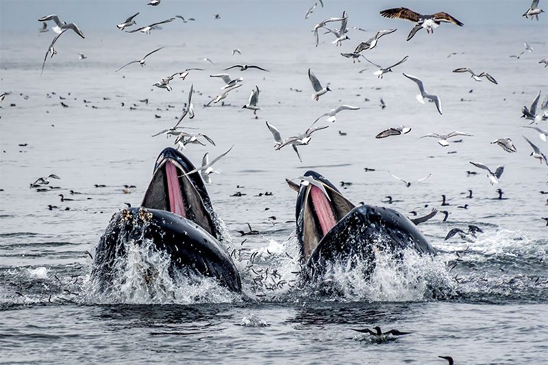 Humpback whales lunge-feed on anchovies in Monterey Bay
