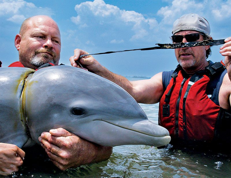 dolphin calf in Indian River Lagoon rescued