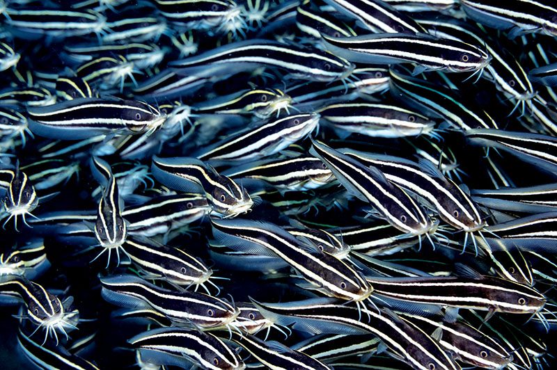 Striped eel catfish (Plotosus lineatus)