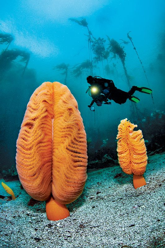 diver swims above orange sea pens
