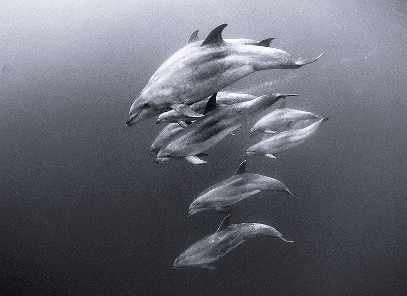 Un grupo de delfines mulares del Pacífico (Tursiops aduncus)