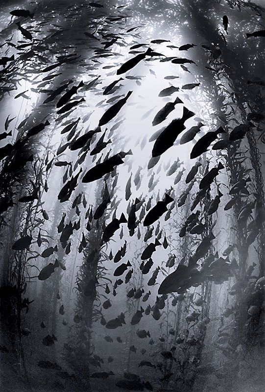 sekumpulan ikan karang biru (Sebastes mystinus)