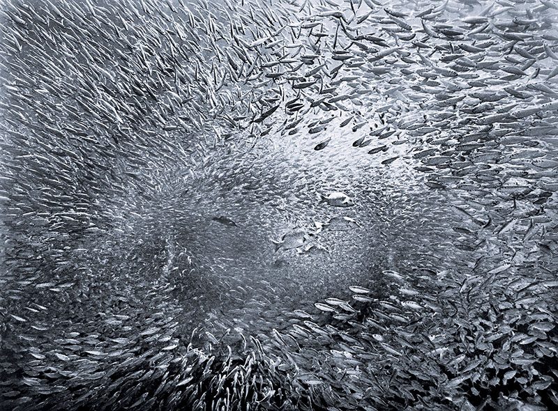 sekumpulan ikan sarden di Laut Cortez