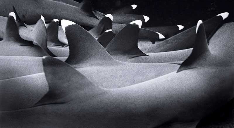 kelompok hiu karang sirip putih (Triaenodon obesus) yang sedang "tidur"