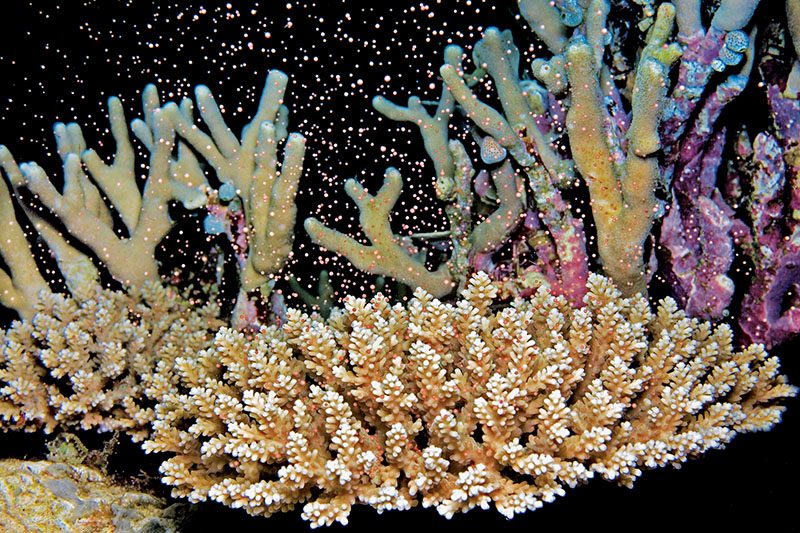 annual coral spawn
