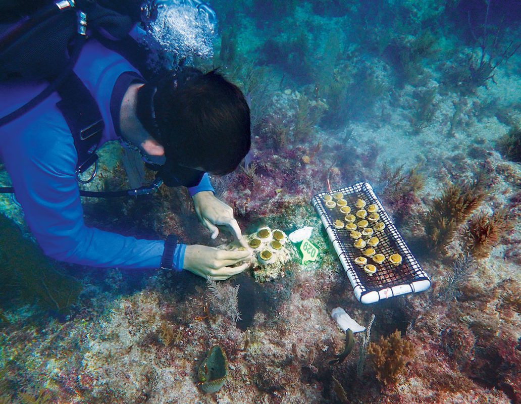 Seorang penyelam mempersiapkan dasar laut untuk penanaman karang