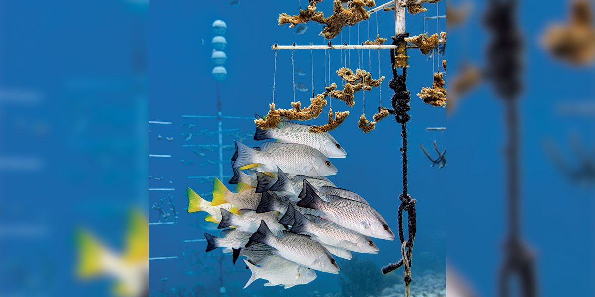 Staghorn coral nurseries create fish habitats even as suspended branches