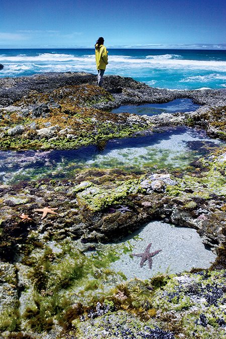 Tidepools exposed during a summer's extreme low tide
