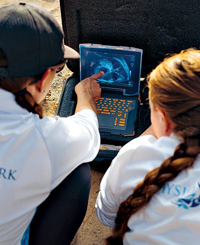 Identifies the baby shark’s liver on the ultrasound
